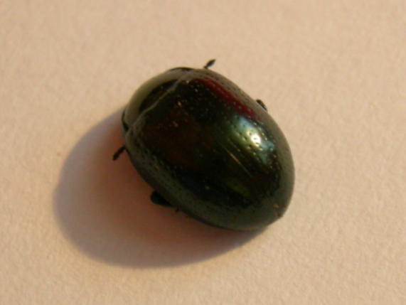 Chrysolina vicentina da determinare